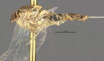 Media type: image;   Entomology 11215 Aspect: habitus lateral view